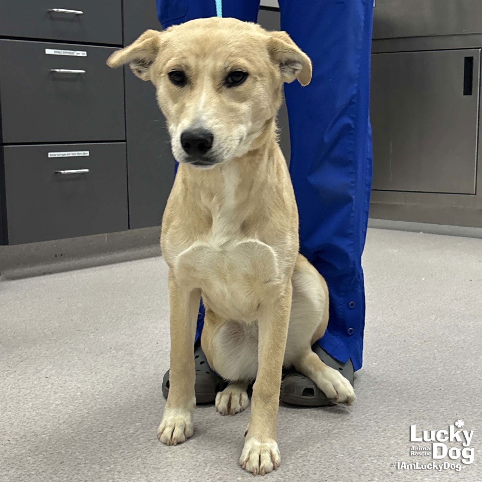 ADELAIDE - Labrador Retriever / Shepherd available for adoption