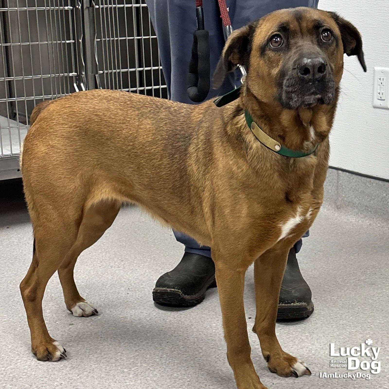 GLORIA - Shepherd / Labrador Retriever available for adoption