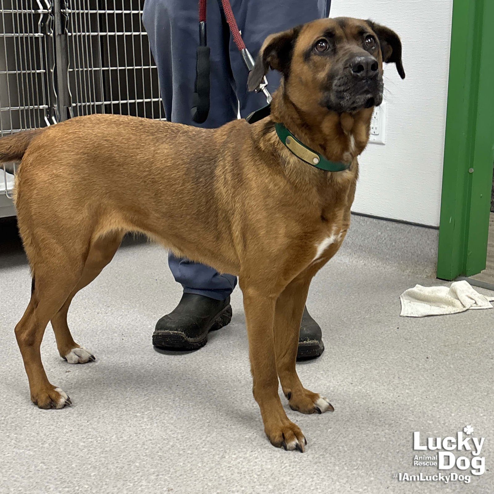 GLORIA - Shepherd / Labrador Retriever available for adoption