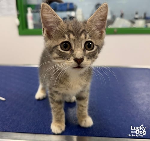BANDIT - Domestic Short Hair available for adoption
