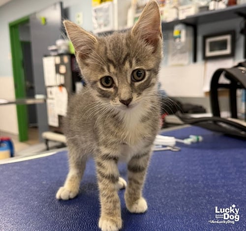 BANDIT - Domestic Short Hair available for adoption