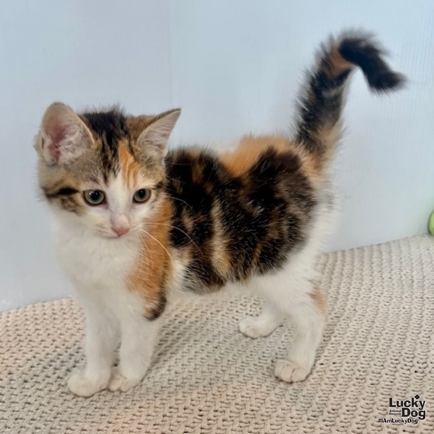 EFFIE - Domestic Short Hair available for adoption