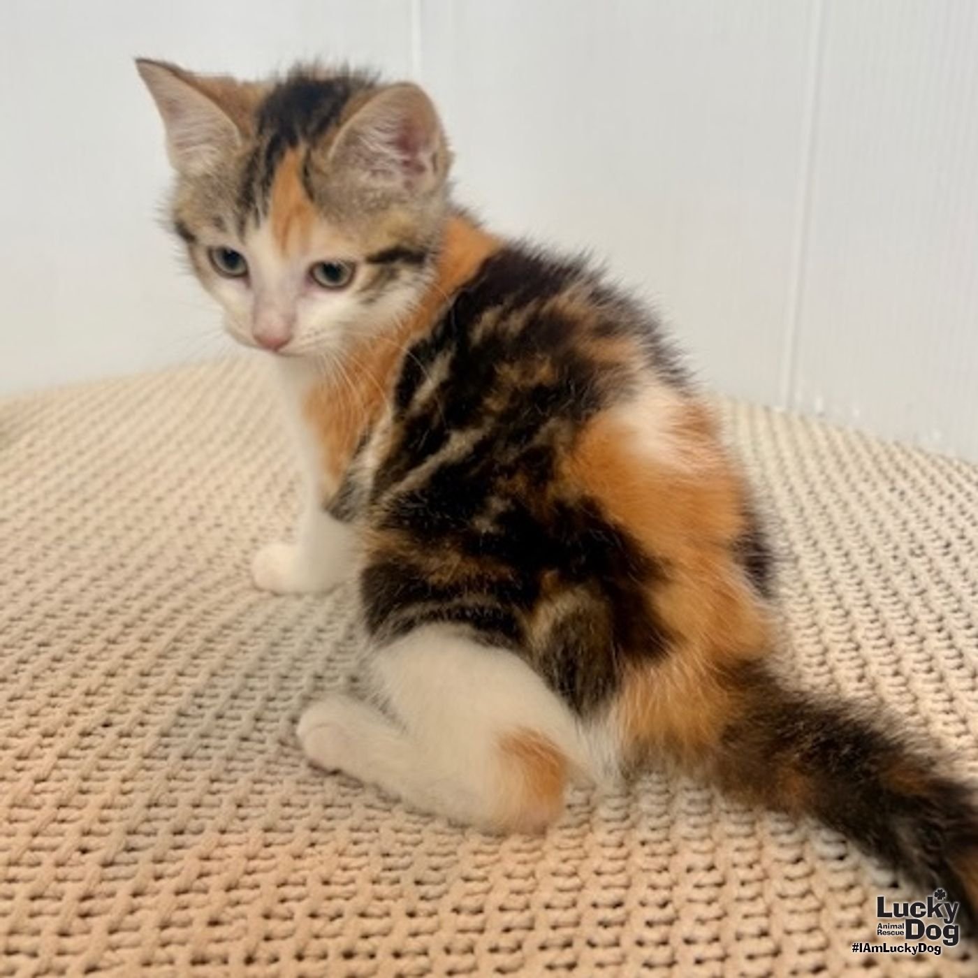 EFFIE - Domestic Short Hair available for adoption