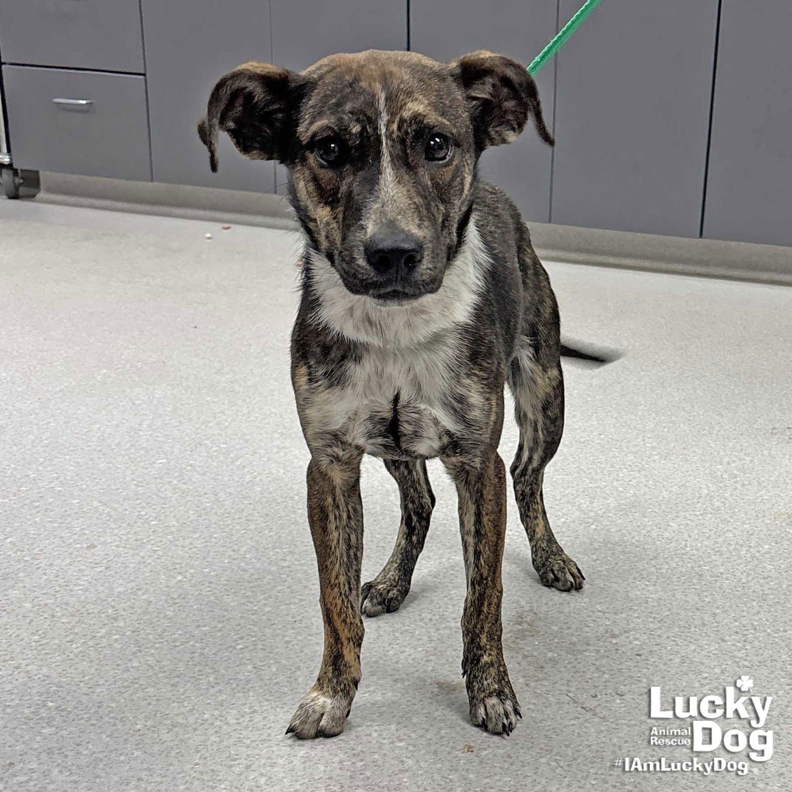 MABEL - Australian Cattle Dog/Blue Heeler / Labrador Retriever available for adoption