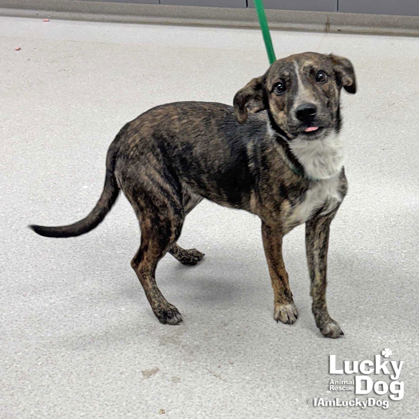 MABEL - Australian Cattle Dog/Blue Heeler / Labrador Retriever available for adoption