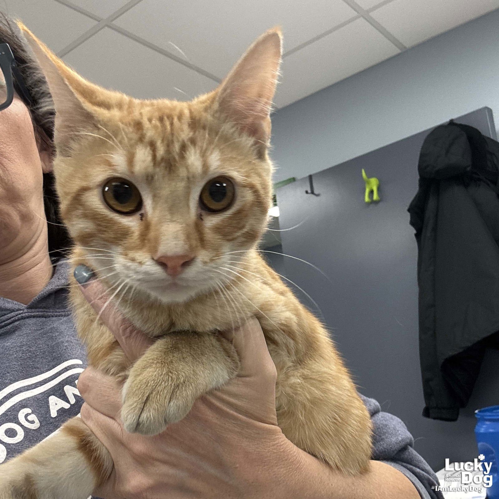 MANNY - Domestic Short Hair available for adoption