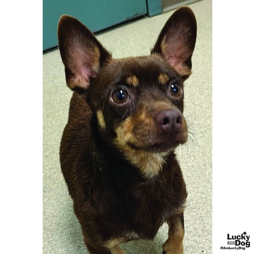 MR. T - Chihuahua available for adoption
