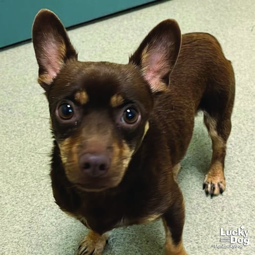 MR. T - Chihuahua available for adoption