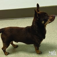 Mr. T - Photo 3