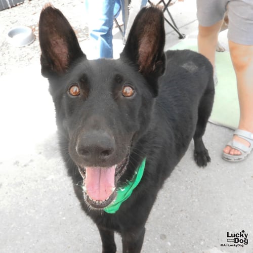 BERRY - Shepherd available for adoption