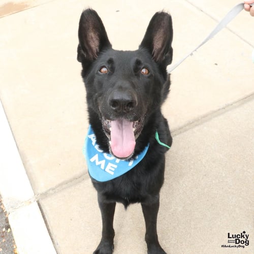 BERRY - Shepherd available for adoption