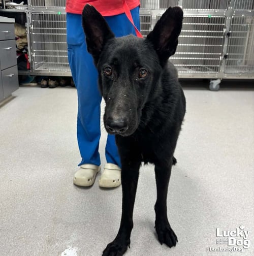 BERRY - Shepherd available for adoption