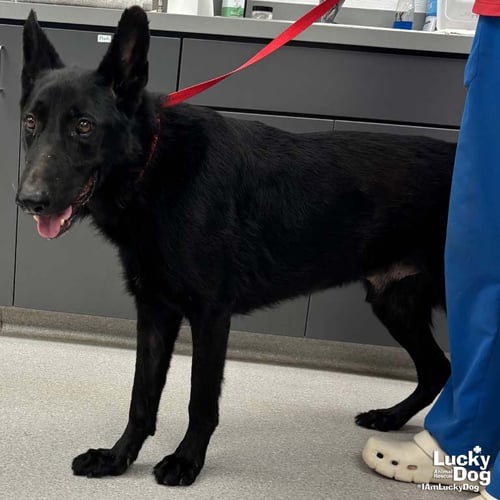 BERRY - Shepherd available for adoption