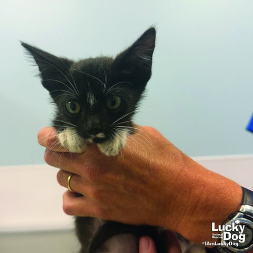 HE-MAN - Domestic Short Hair available for adoption