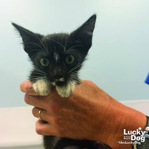 HE-MAN - Domestic Short Hair available for adoption