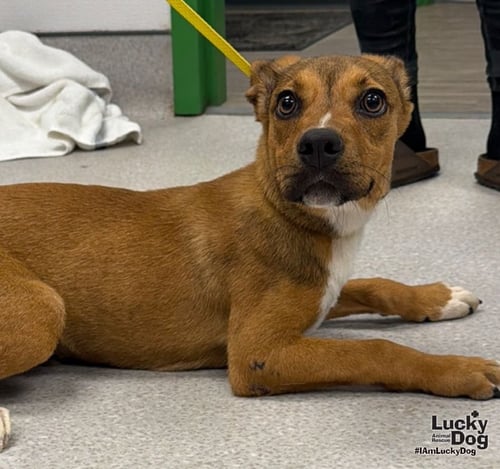 ZEBB - Shepherd / Labrador Retriever available for adoption