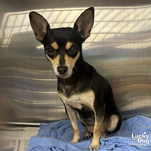 MAGPIE - Chihuahua available for adoption