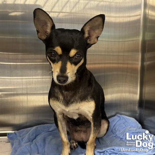 MAGPIE - Chihuahua available for adoption