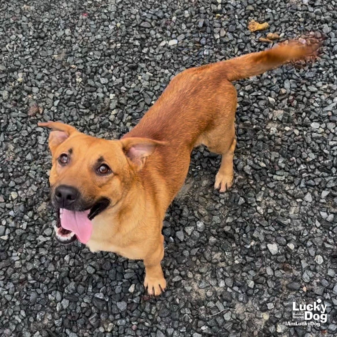 FACUNDO - Labrador Retriever / Basset Hound available for adoption