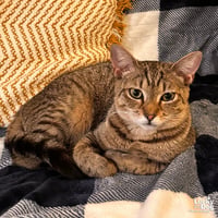 Lacey - Photo 1