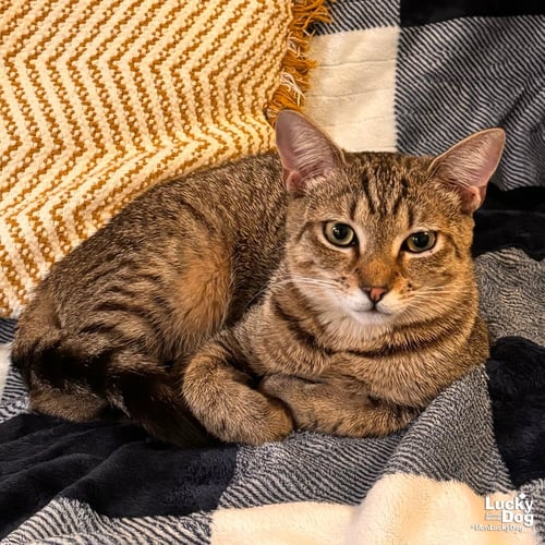 LACEY - Domestic Short Hair available for adoption
