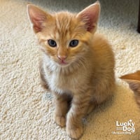 Bitty Frank - Photo 1