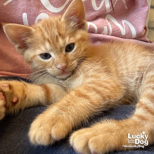 BITTY FRANK - Domestic Short Hair available for adoption