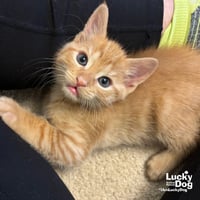 Bitty Frank - Photo 3