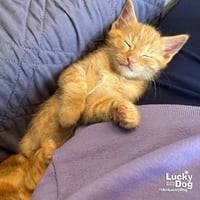 Bitty Frank - Photo 4