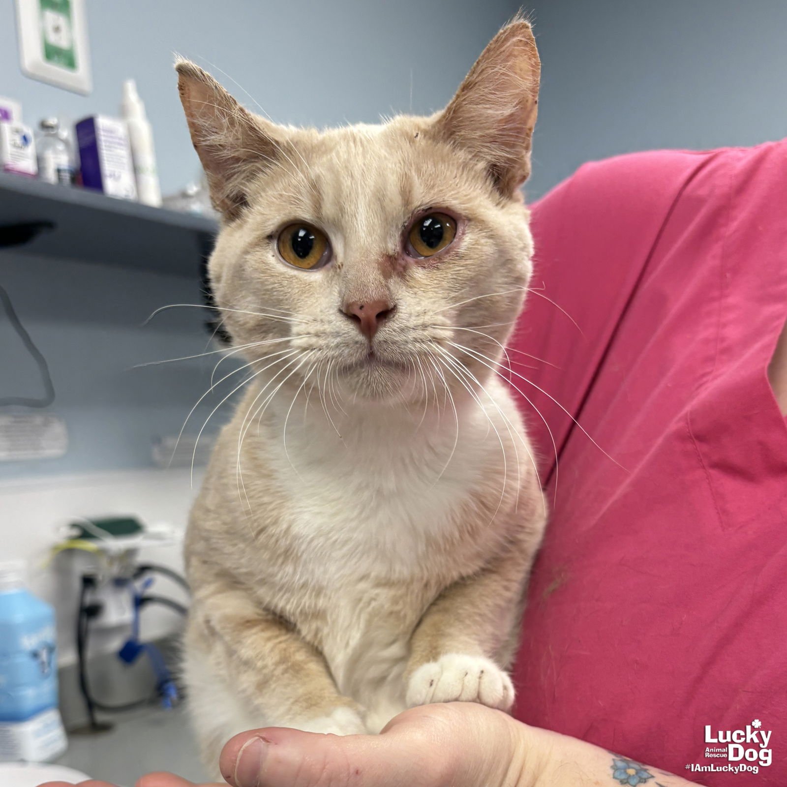 YOYO - Domestic Short Hair available for adoption