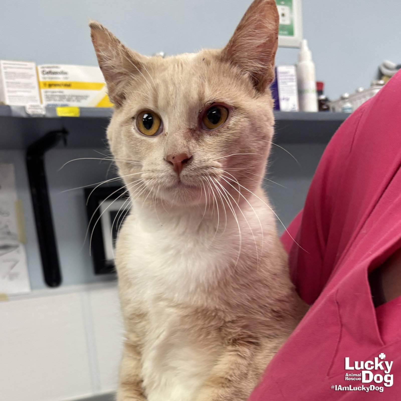 YOYO - Domestic Short Hair available for adoption