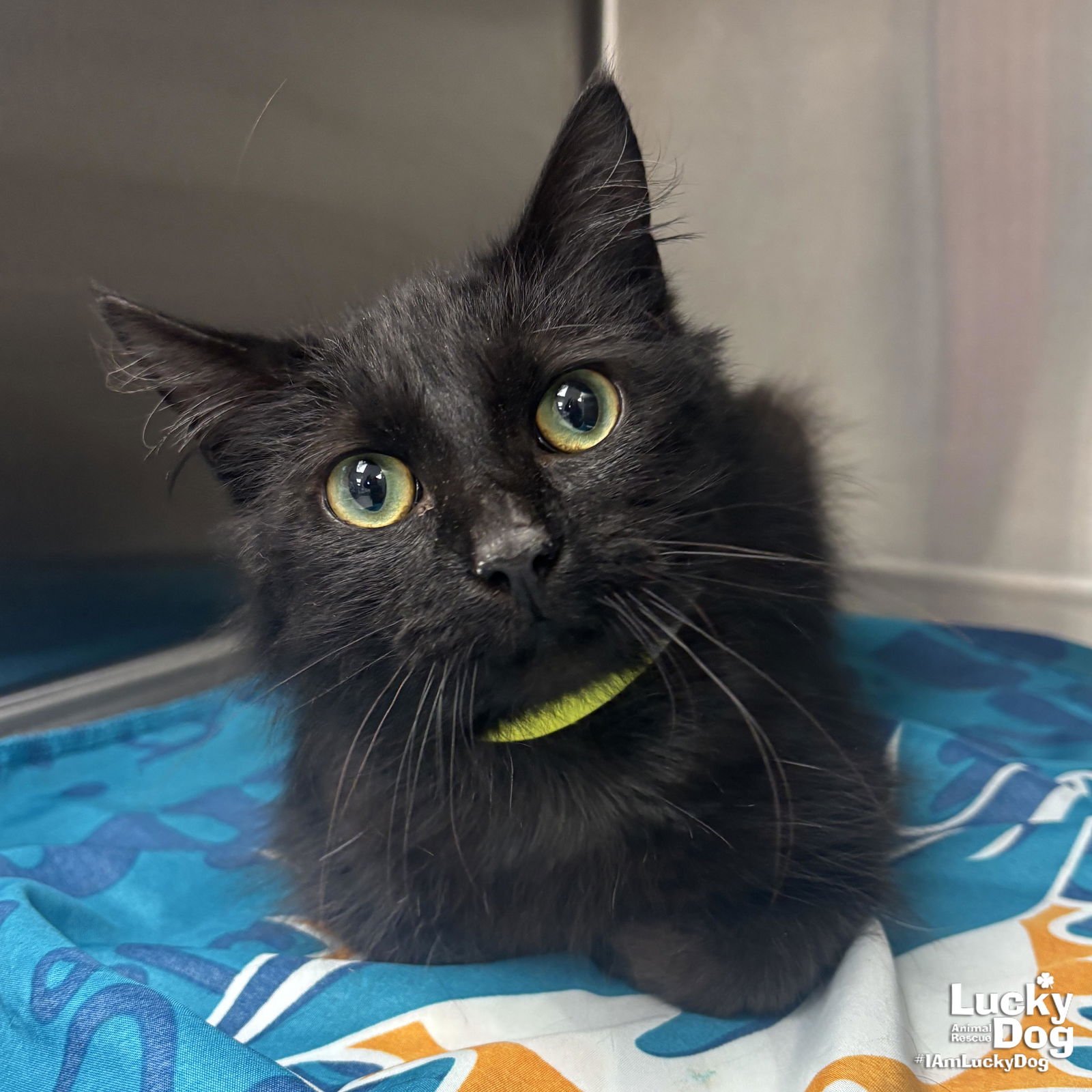 MAVERICK - Domestic Medium Hair available for adoption