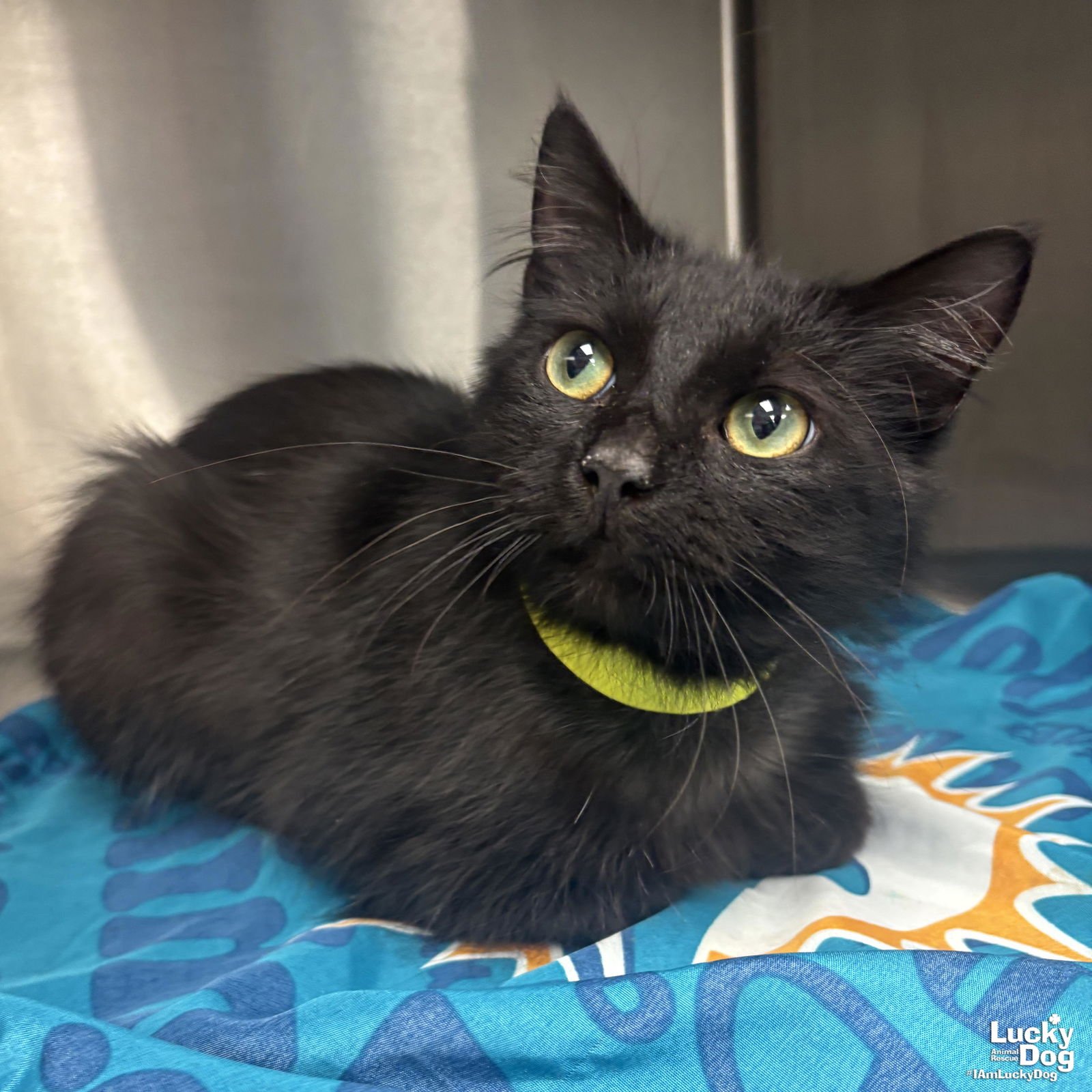 MAVERICK - Domestic Medium Hair available for adoption