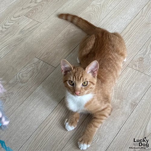 RILEY - Domestic Short Hair available for adoption
