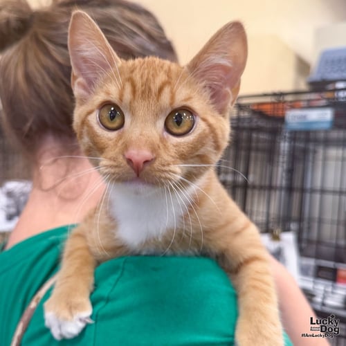 RILEY - Domestic Short Hair available for adoption