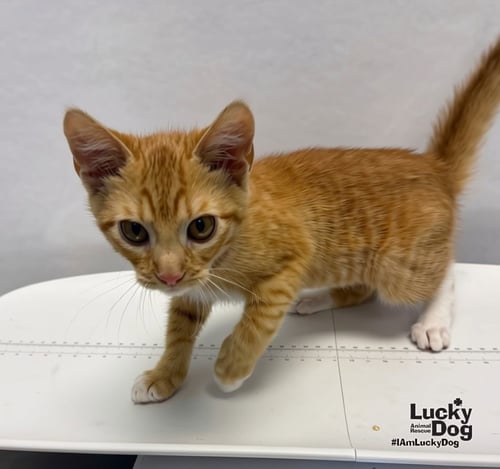 RILEY - Domestic Short Hair available for adoption