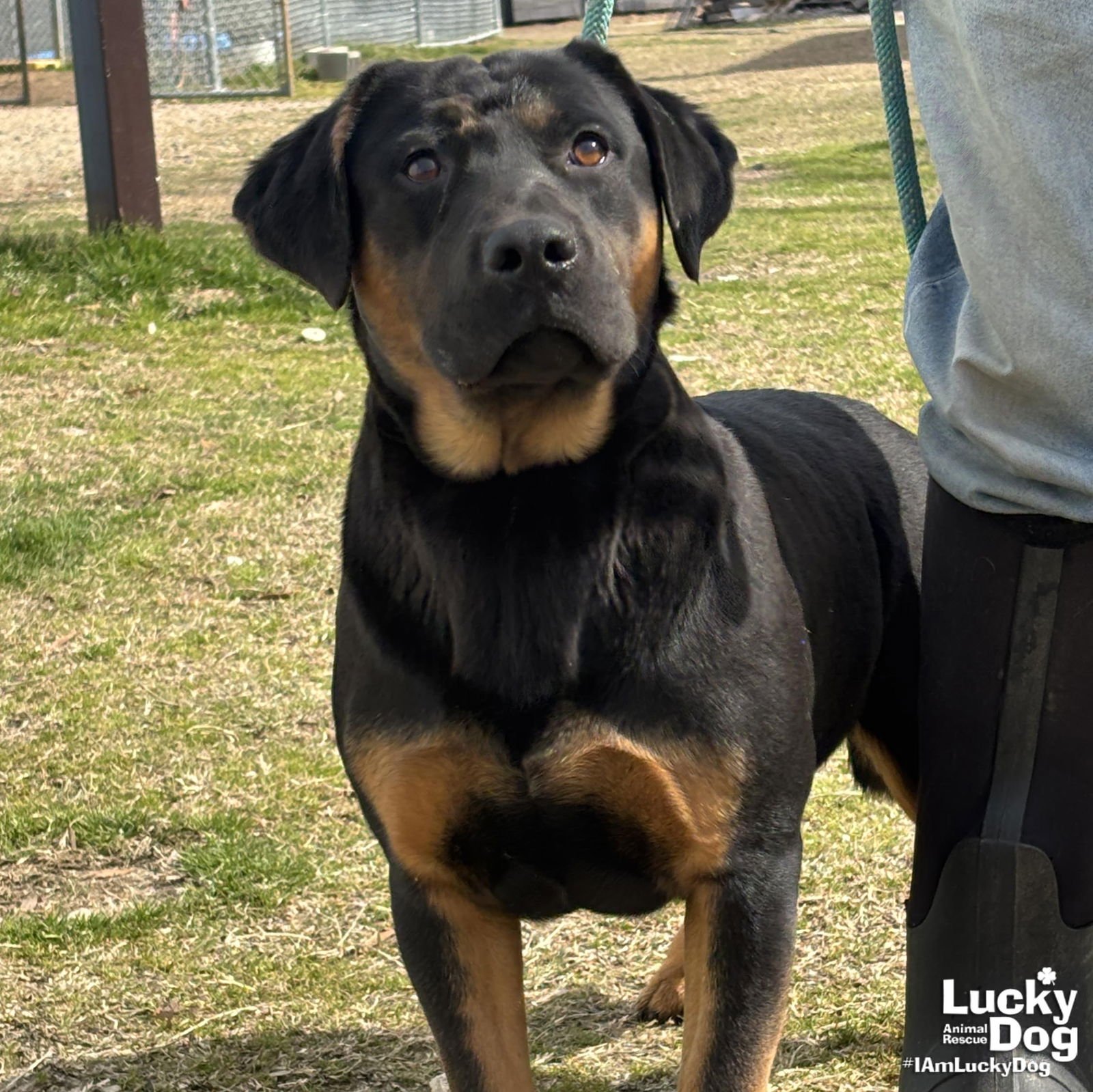 BOWSER - Rottweiler / Basset Hound available for adoption
