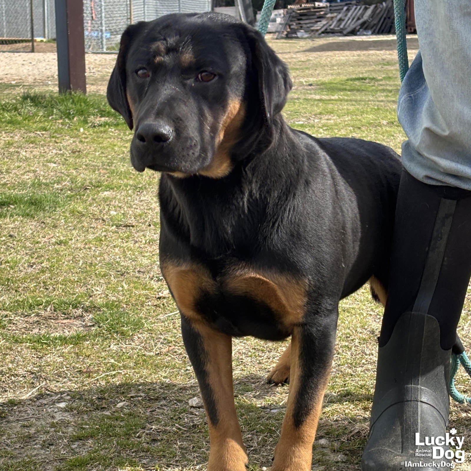 BOWSER - Rottweiler / Basset Hound available for adoption