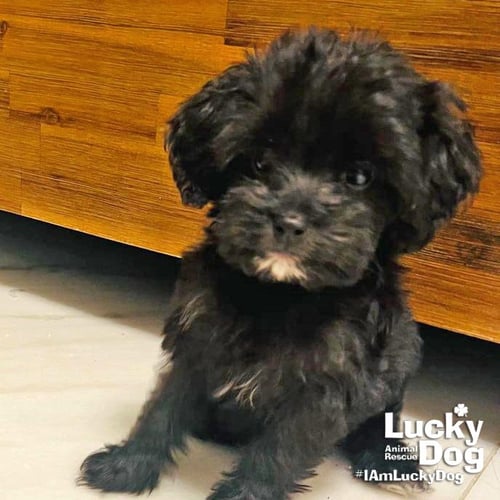 BERRY - Terrier available for adoption