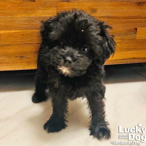 BERRY - Terrier available for adoption