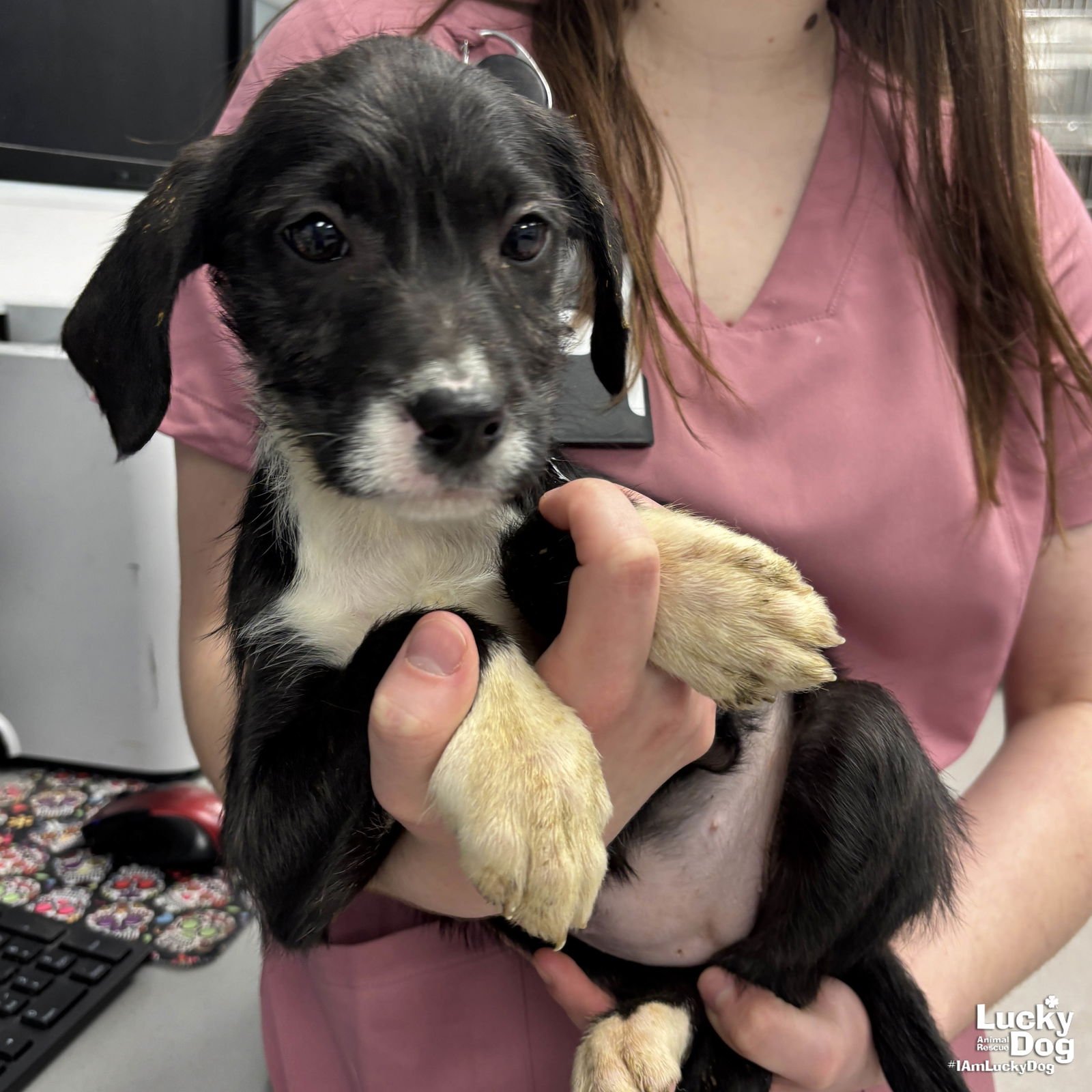 MYSTIC - Labrador Retriever / Terrier available for adoption