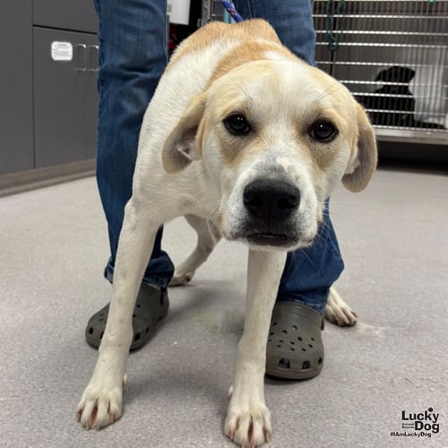GABE - Retriever / Labrador Retriever available for adoption