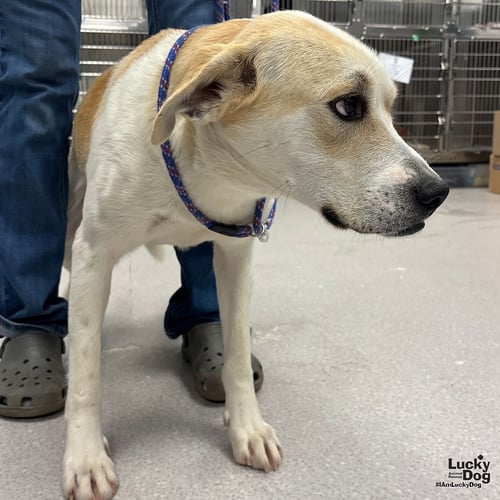 GABE - Retriever / Labrador Retriever available for adoption