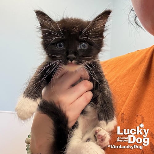 GEM - Domestic Short Hair available for adoption