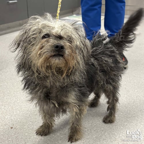 MASON - Poodle (unknown type) / Terrier available for adoption