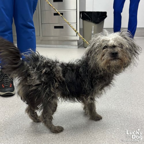 MASON - Poodle (unknown type) / Terrier available for adoption