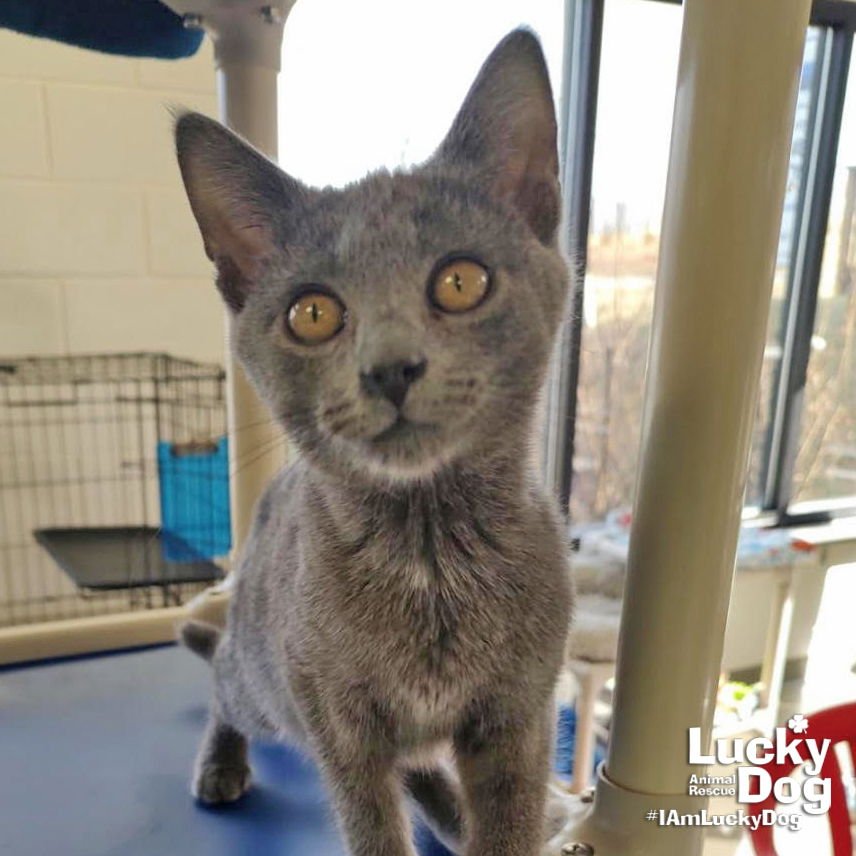 MR. CHALKBOARD - Domestic Short Hair available for adoption