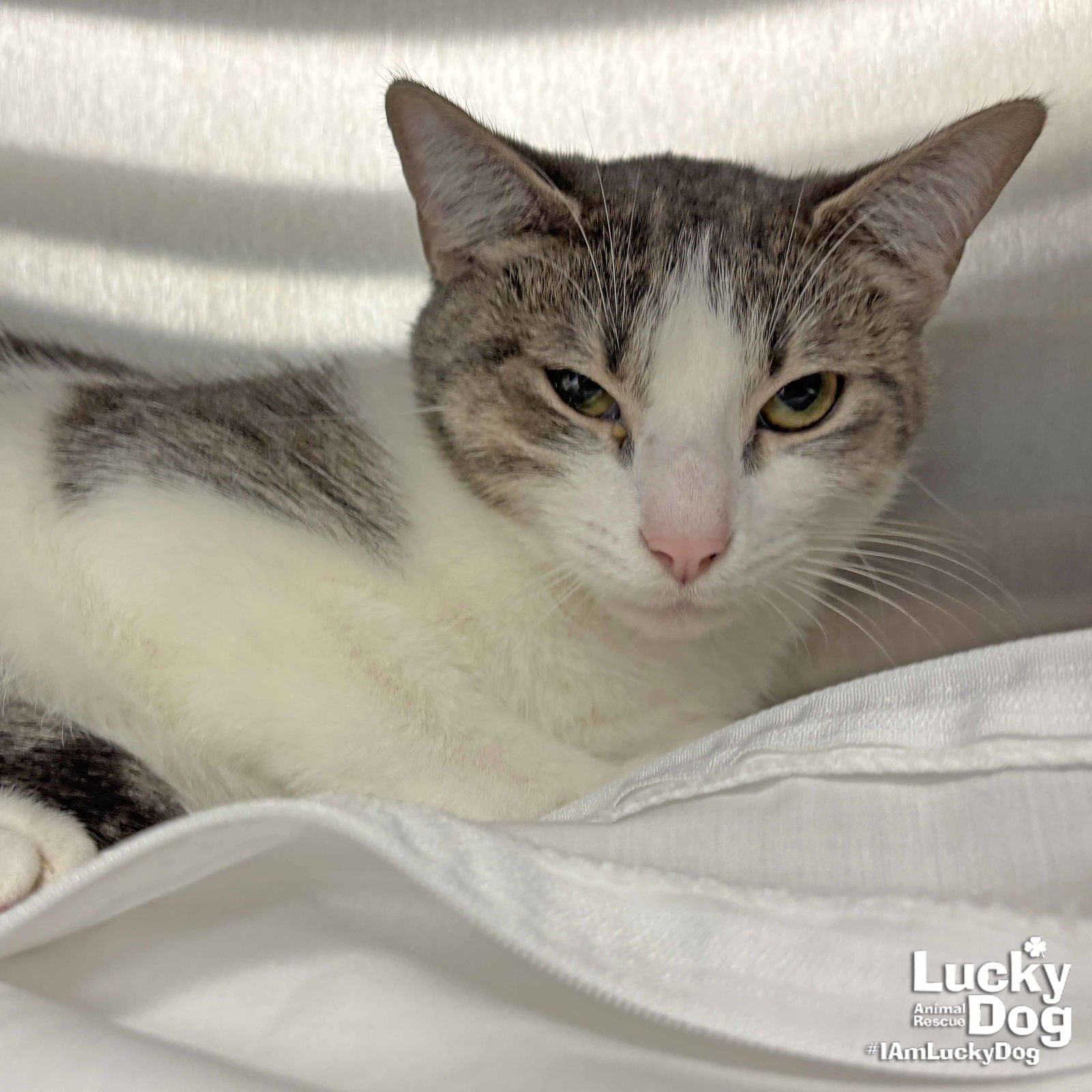 VEX - Domestic Short Hair available for adoption