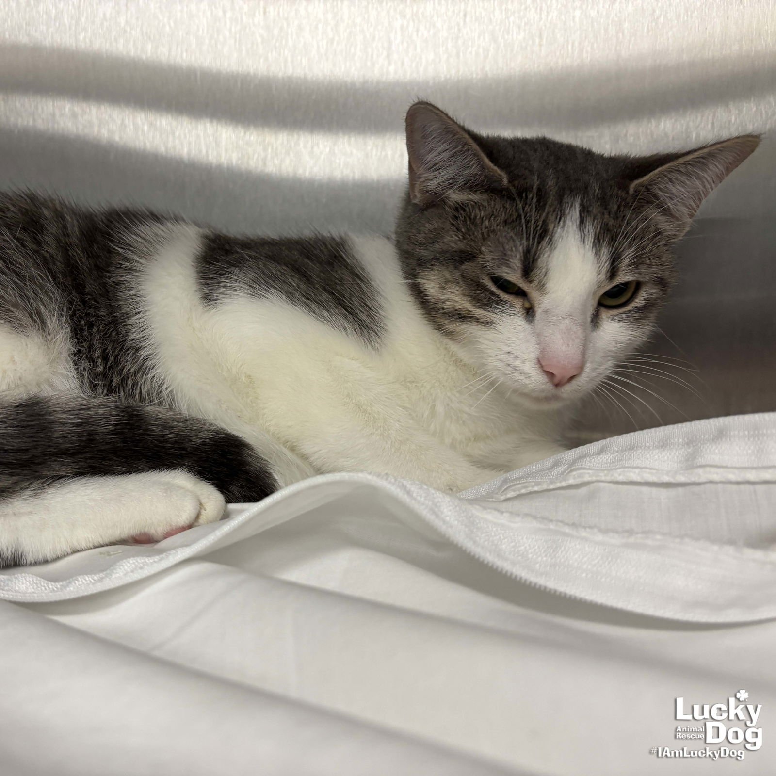 VEX - Domestic Short Hair available for adoption