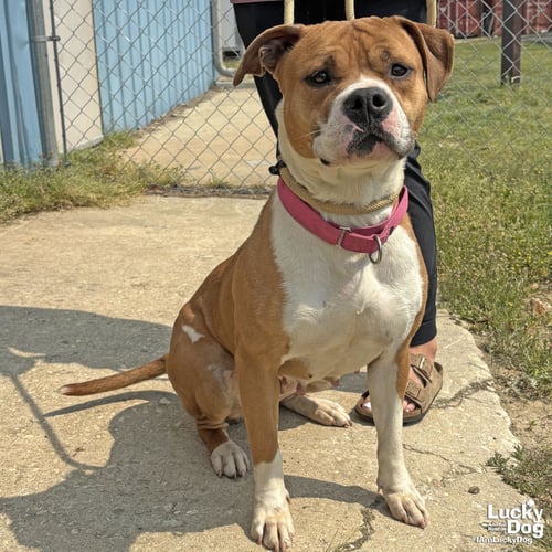 BON BON - Boxer / Terrier available for adoption